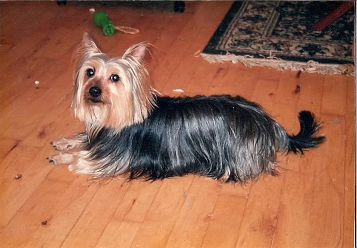 Australian silky terrier Felix billede 8