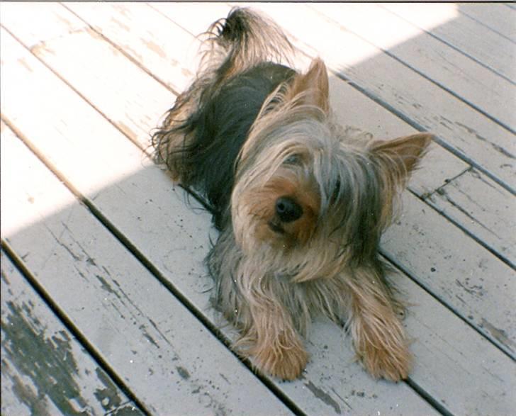 Australian silky terrier Felix billede 9