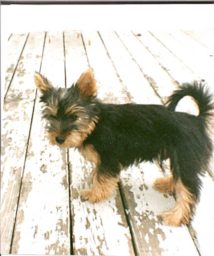 Australian silky terrier Felix billede 10
