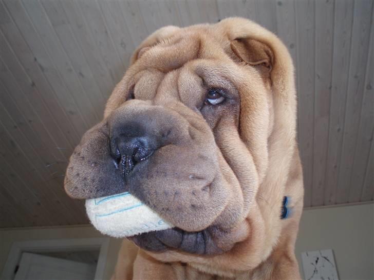 Shar pei Mango - Gavtyv??? .... ja da ... he he ... billede 7