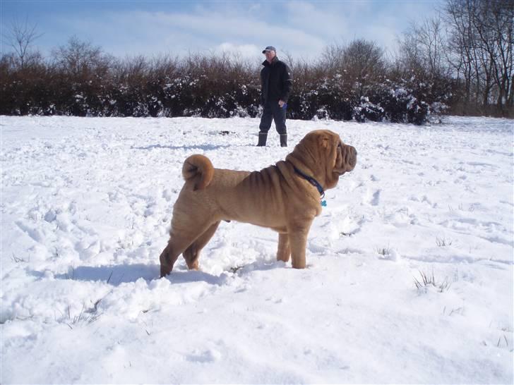Shar pei Mango - En frisk Mango i sneen. Feb. 2008 billede 8