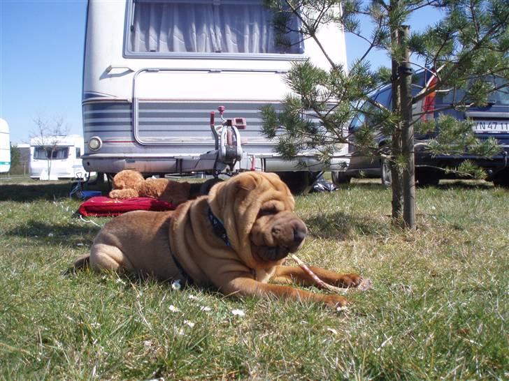 Shar pei Mango - Der er dajligt på camping :o)       St.Bededag 2008 billede 9