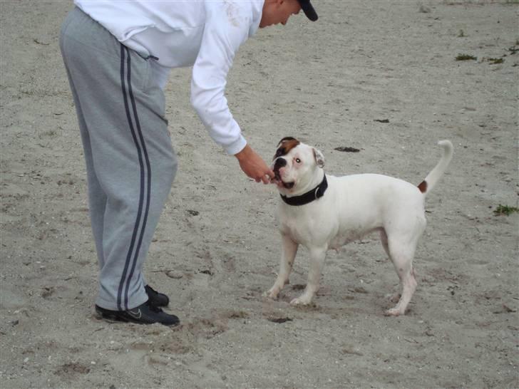 Amerikansk bulldog kenzie billede 13