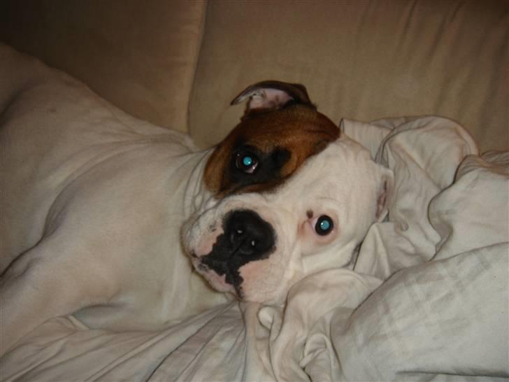 Amerikansk bulldog kenzie billede 14