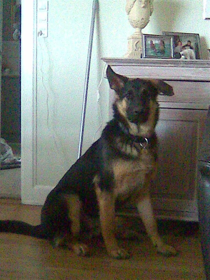 Schæferhund Cimba - Cimba marts 2008 billede 15