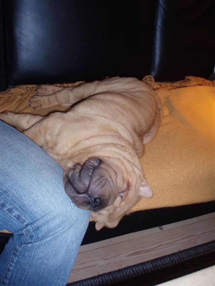 Shar pei Mango - En sovende shar Pei set ovenfra  ... billede 10