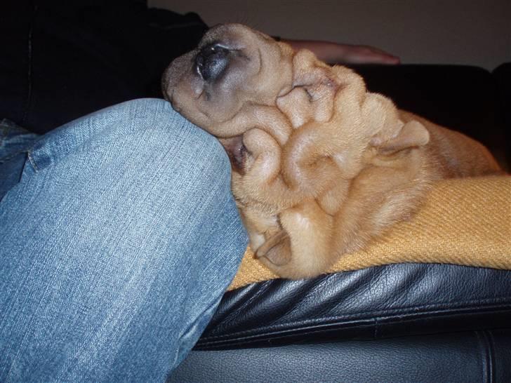 Shar pei Mango - .... og nedenfra ... specielt, ik´??!! billede 11