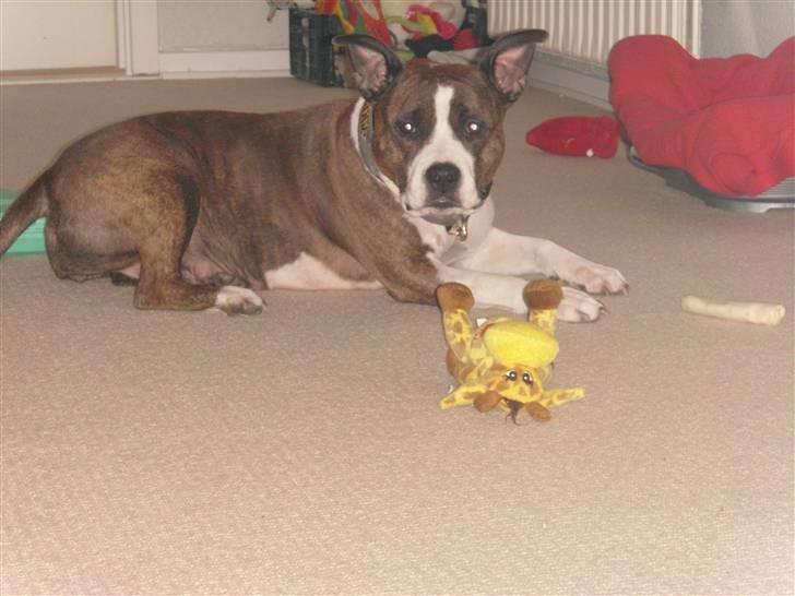 Amerikansk staffordshire terrier <'3 -Louisianna-<'3 R.I.P - Velkommen til min profil. billede 1