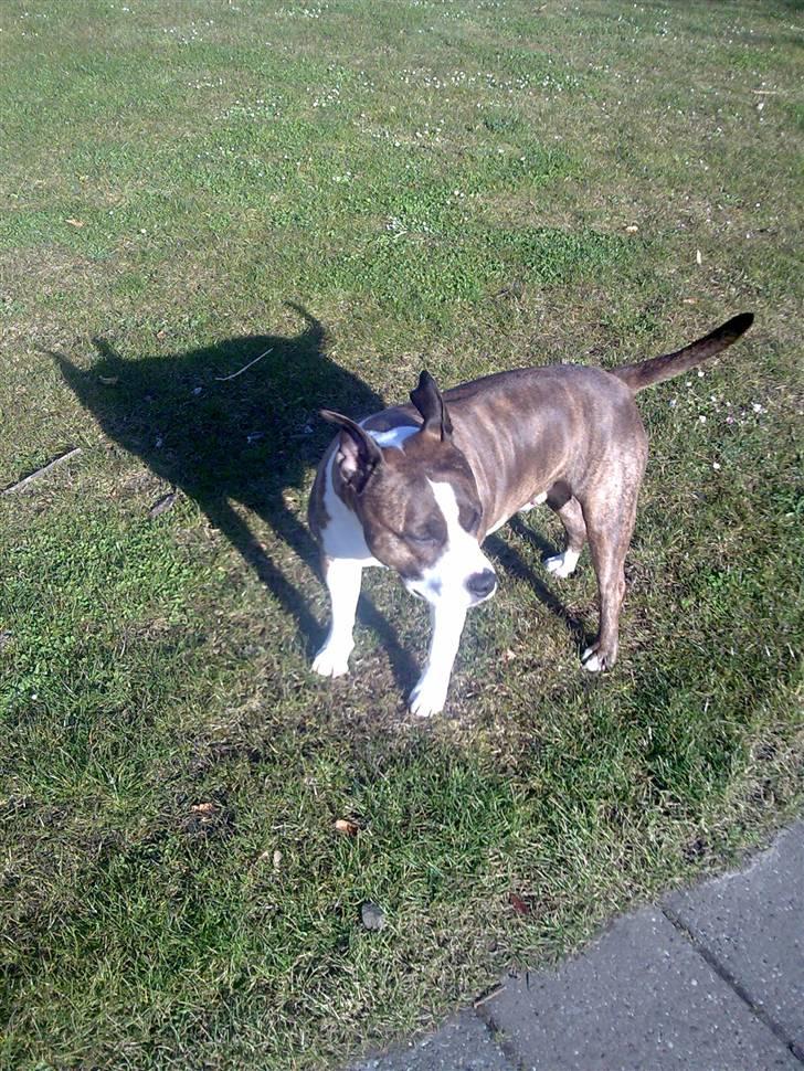 Amerikansk staffordshire terrier <'3 -Louisianna-<'3 R.I.P billede 2