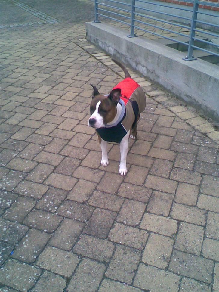 Amerikansk staffordshire terrier <'3 -Louisianna-<'3 R.I.P billede 3