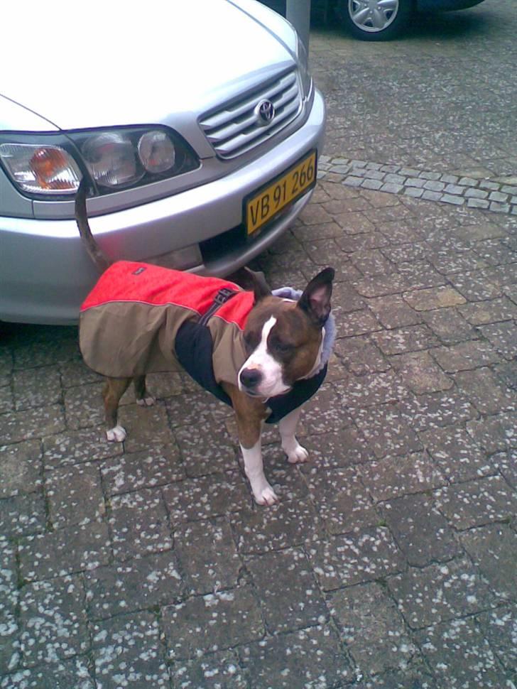 Amerikansk staffordshire terrier <'3 -Louisianna-<'3 R.I.P - Mor synes jeg fryser, så fik lige nyt dækken, til når det regner.  billede 4