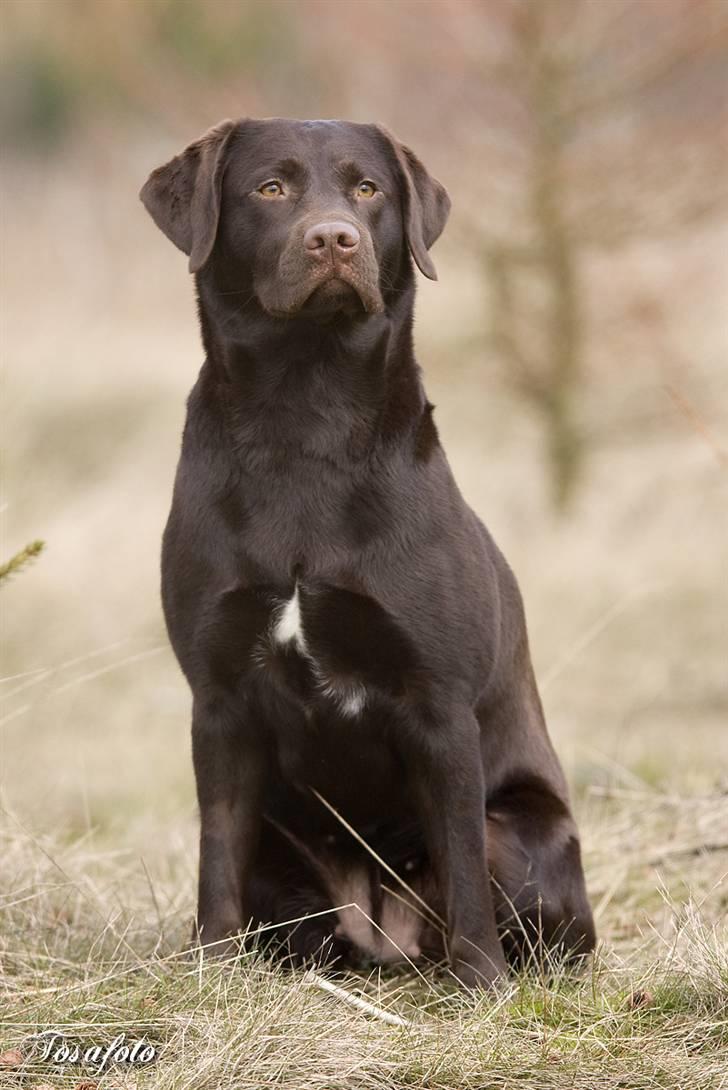 Labrador retriever Alba billede 7