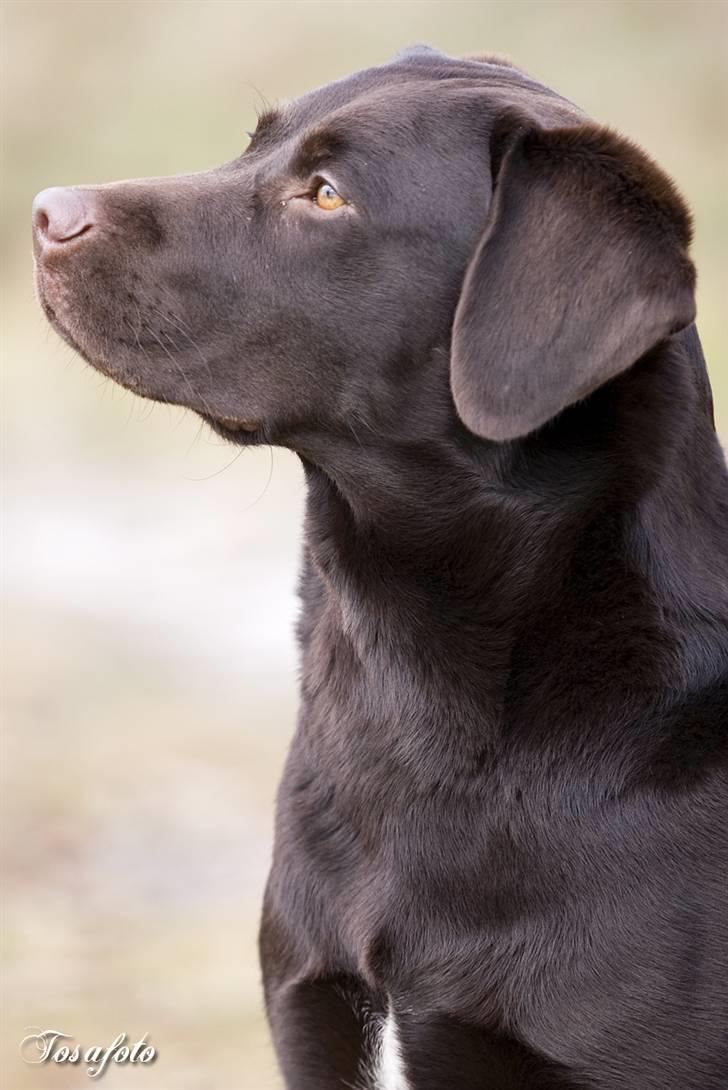 Labrador retriever Alba billede 8