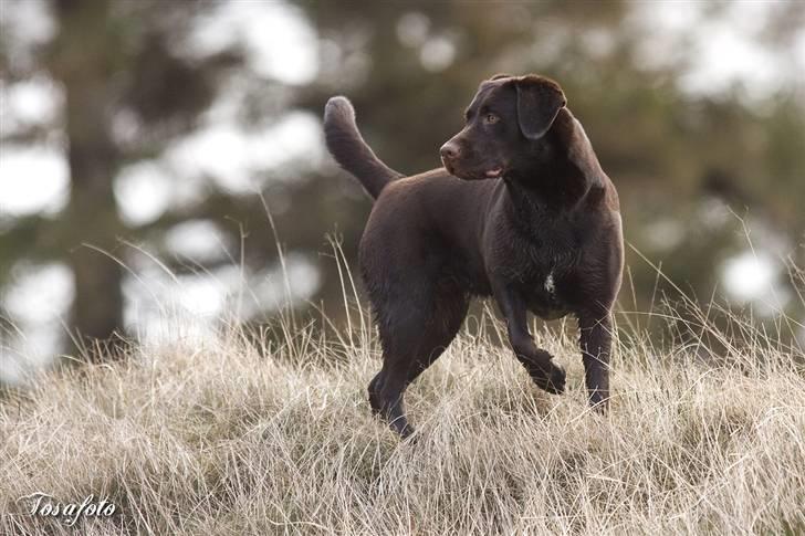 Labrador retriever Alba billede 9