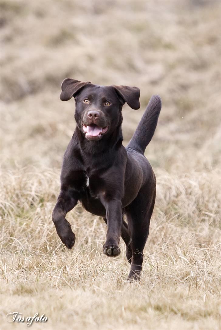 Labrador retriever Alba billede 10