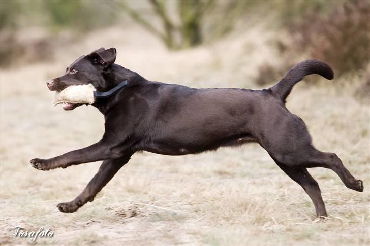 Labrador retriever Alba billede 11