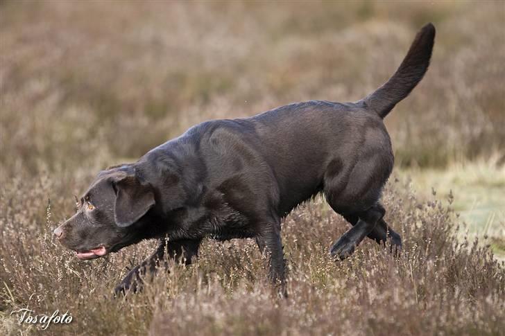 Labrador retriever Alba billede 12