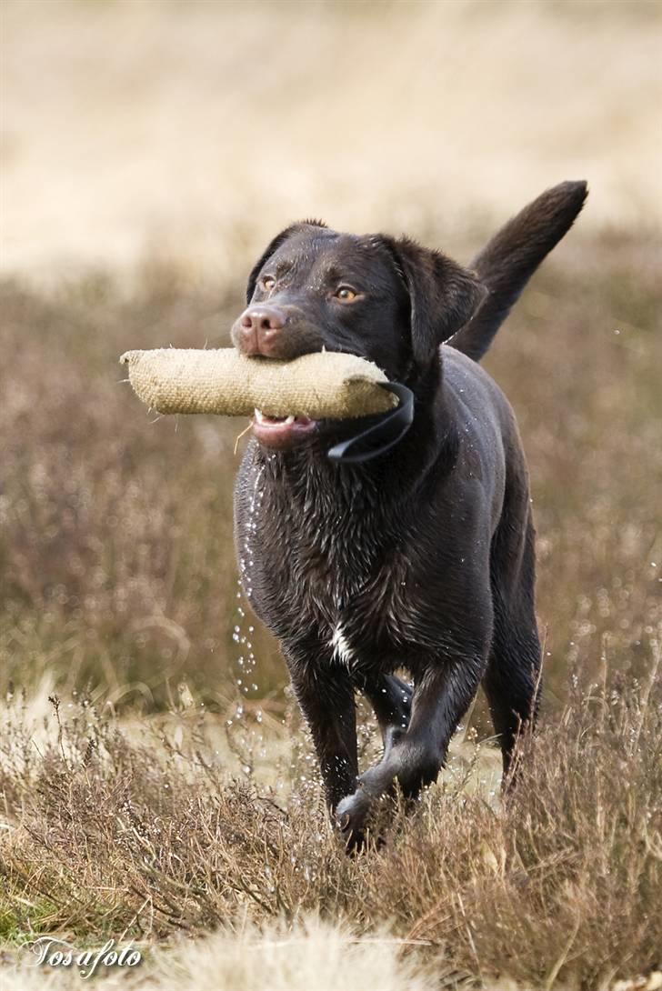 Labrador retriever Alba billede 13