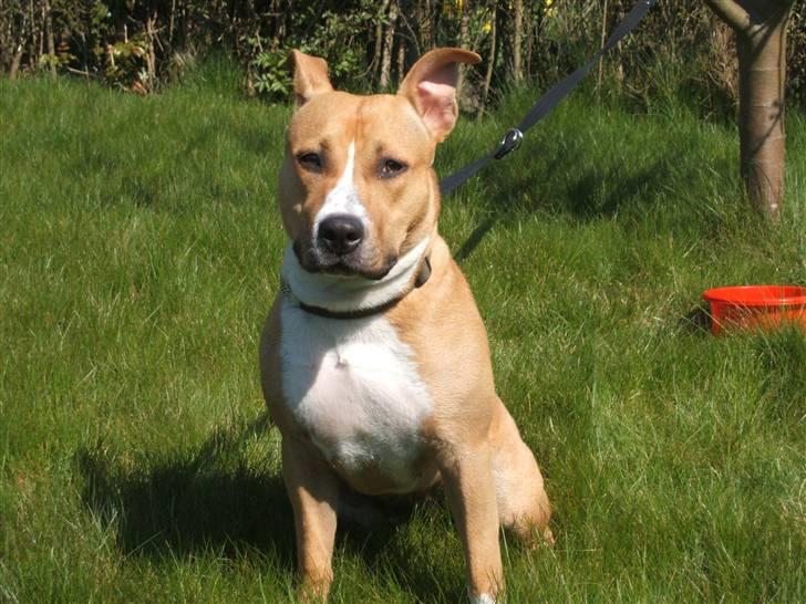 Amerikansk staffordshire terrier jessie billede 12