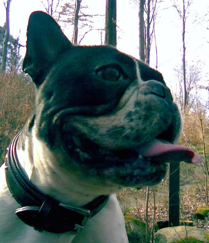 Fransk bulldog Hannibal - Første skovtur med min nye familie billede 10