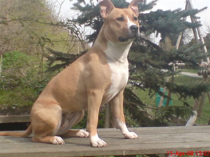 Amerikansk staffordshire terrier jessie billede 13