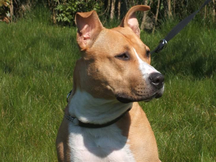 Amerikansk staffordshire terrier jessie billede 14