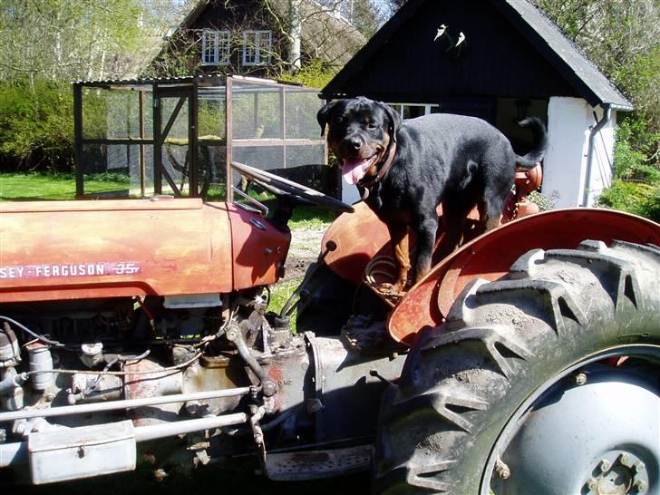 Rottweiler Tyson billede 12