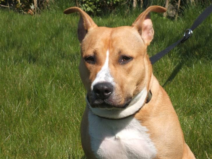 Amerikansk staffordshire terrier jessie billede 15