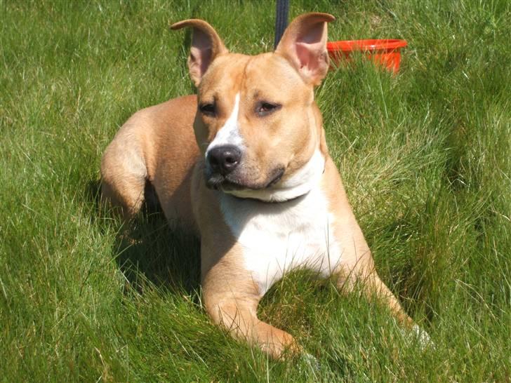 Amerikansk staffordshire terrier jessie billede 16