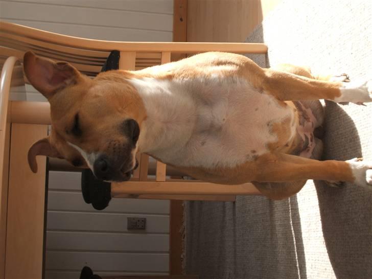 Amerikansk staffordshire terrier jessie billede 17