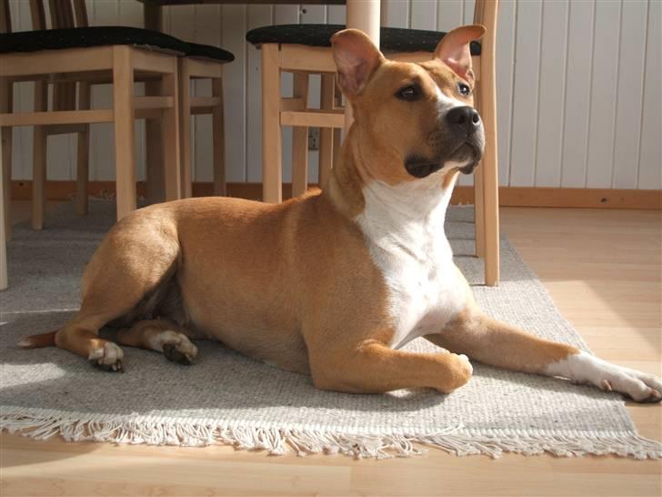 Amerikansk staffordshire terrier jessie billede 18