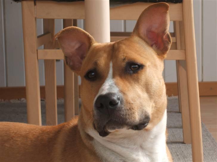 Amerikansk staffordshire terrier jessie billede 19