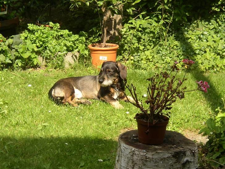 Blanding af racer Fister billede 14