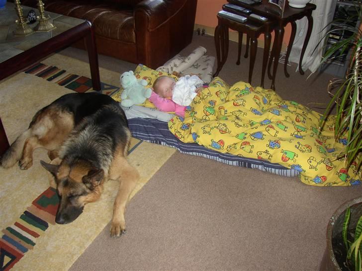 Schæferhund Chivas, RIP billede 8