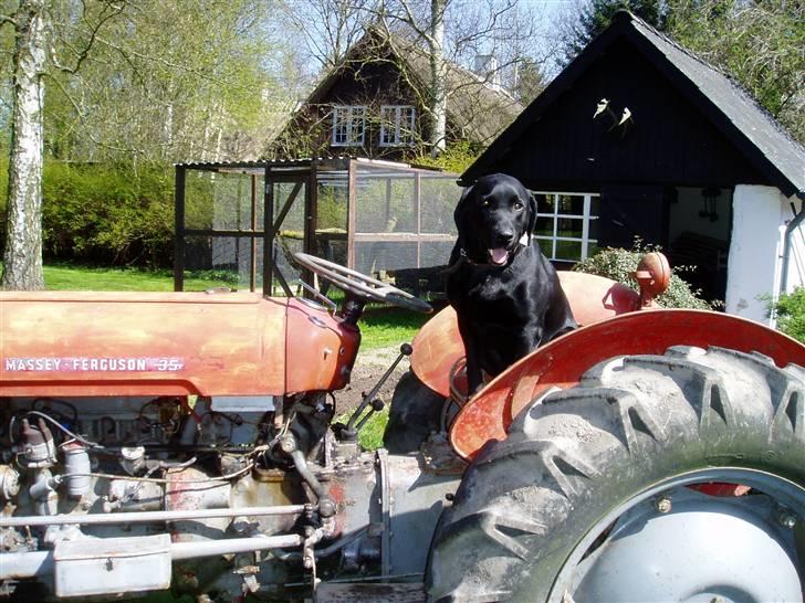 Labrador retriever Pelle billede 12