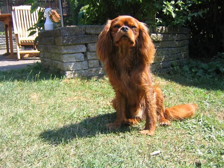 Cavalier king charles spaniel Topper - Efter en tur i vandet billede 1
