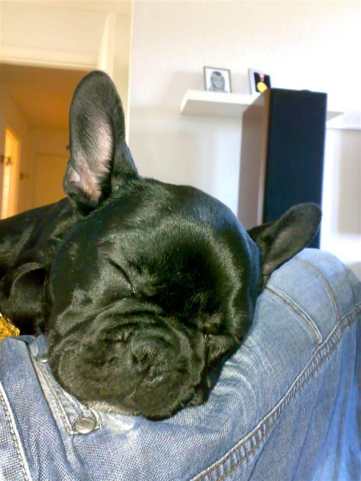 Fransk bulldog Ducal - Blev lige lidt søvnig... billede 13