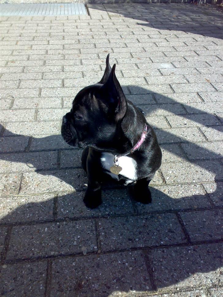Fransk bulldog Ducal - Mig fra siden... Er jeg ikke smuk..? billede 14