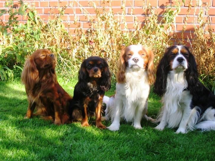 Cavalier king charles spaniel Topper - Alle 4 hunde samlet billede 3