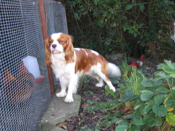 Cavalier king charles spaniel Hans Jørgen - Charlie sørger for der er orden i hønsegården billede 11