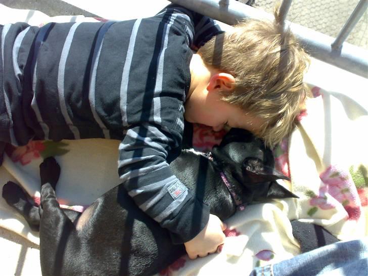 Fransk bulldog Ducal - Jeg ¨ææælsker min storebror... billede 19