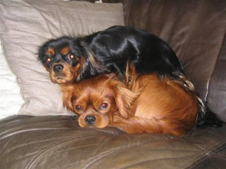 Cavalier king charles spaniel Tulle (Magic Rose) - Hygge i sofaen med Topper billede 1