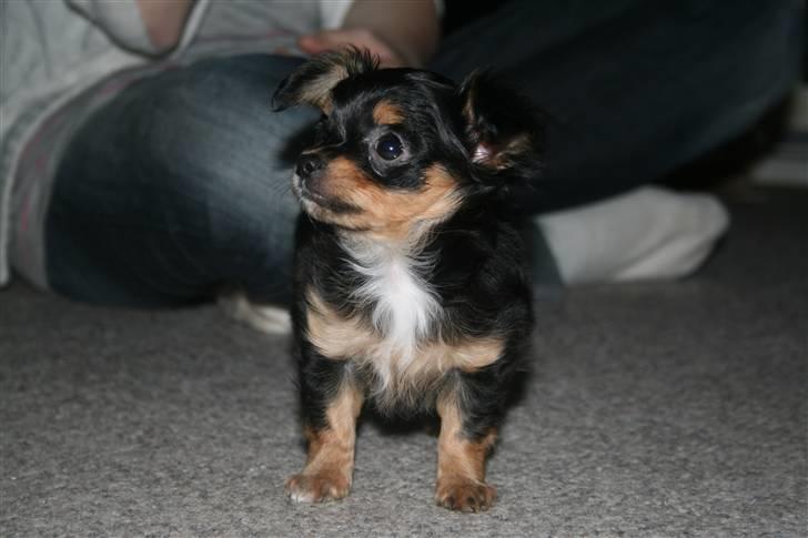 Chihuahua Prada billede 13