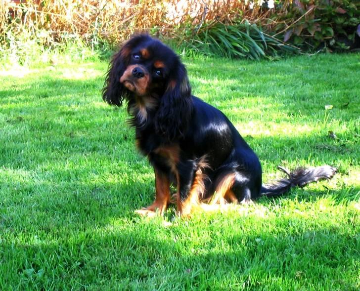 Cavalier king charles spaniel Tulle (Magic Rose) - Posering :) billede 2