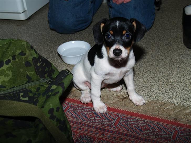 Dansk svensk gaardhund                      Sara billede 1