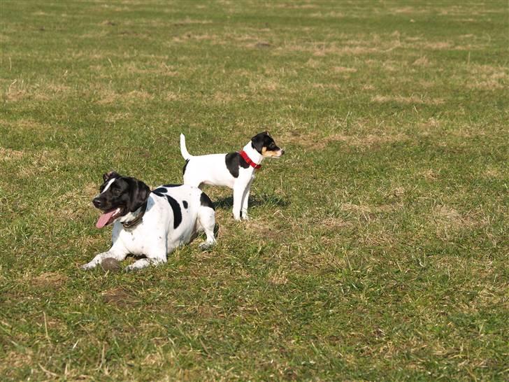 Dansk svensk gaardhund                      Sara billede 2