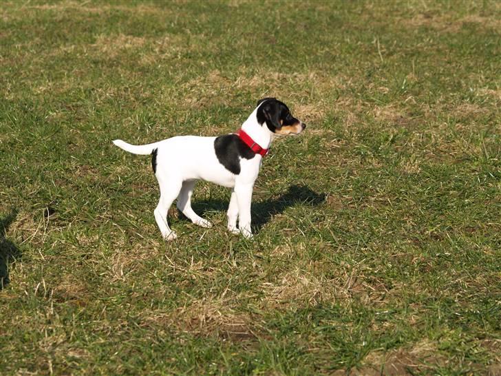 Dansk svensk gaardhund                      Sara billede 3