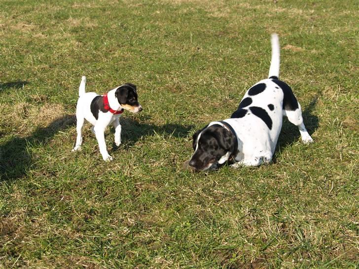 Dansk svensk gaardhund                      Sara billede 4