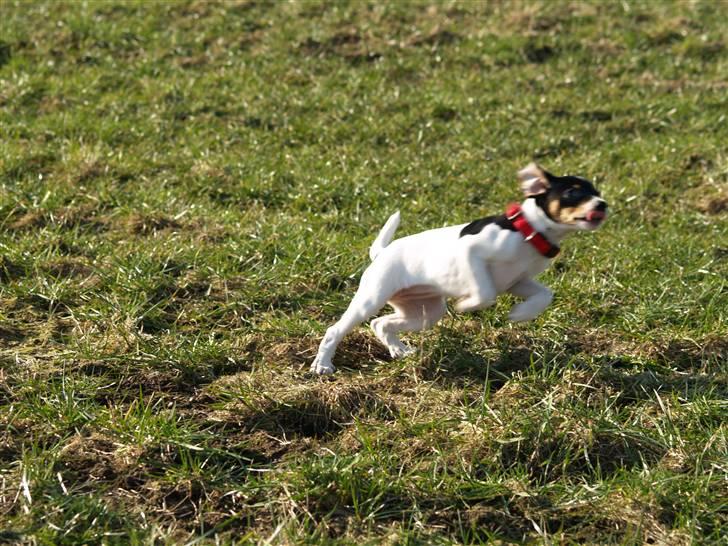 Dansk svensk gaardhund                      Sara billede 5