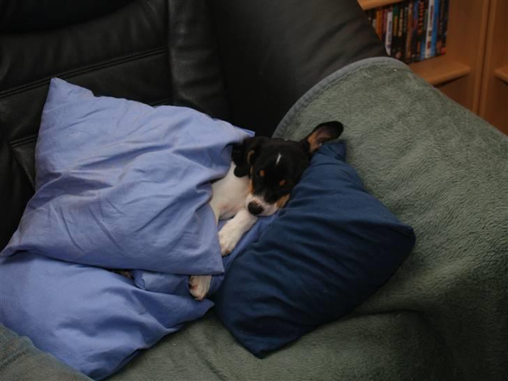 Dansk svensk gaardhund                      Sara billede 6